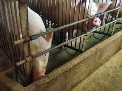 Svinje rokću do "ručka", a podnevnu dremku ne ometa ni lokalni melos