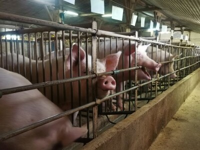 Svinje rokću do "ručka", a podnevnu dremku ne ometa ni lokalni melos