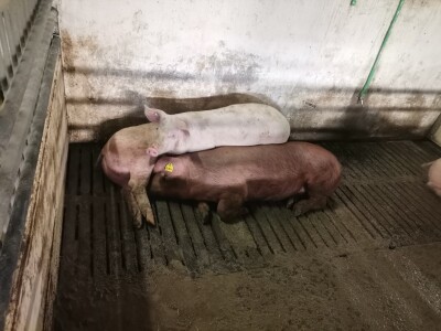 Svinje rokću do "ručka", a podnevnu dremku ne ometa ni lokalni melos