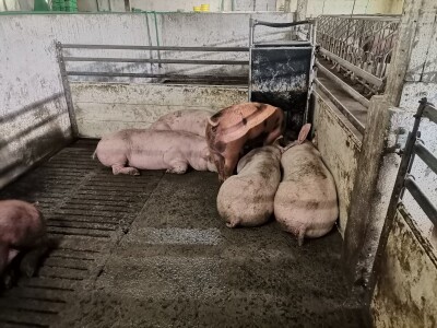 Svinje rokću do "ručka", a podnevnu dremku ne ometa ni lokalni melos