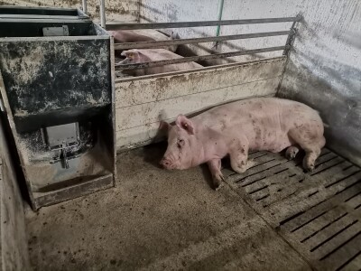 Svinje rokću do "ručka", a podnevnu dremku ne ometa ni lokalni melos