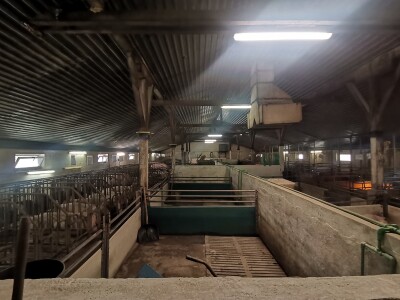 Svinje rokću do "ručka", a podnevnu dremku ne ometa ni lokalni melos