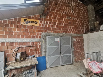 Svinje rokću do "ručka", a podnevnu dremku ne ometa ni lokalni melos