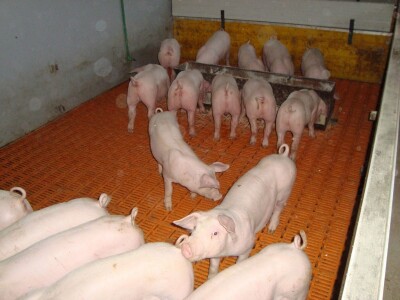 Svinjogojska farma Dropulja