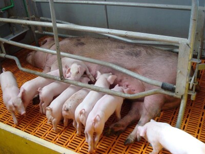 Svinjogojska farma Dropulja