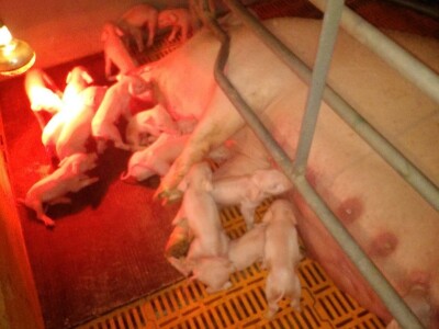 Svinjogojska farma Dropulja