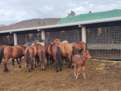 Svinjogojstvo u Studencima