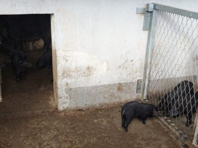 Svinjogojstvo u Studencima