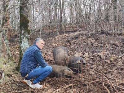 Svinjogojstvo u Studencima
