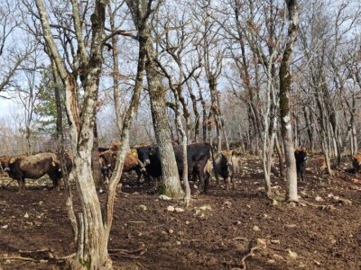 Svinjogojstvo u Studencima