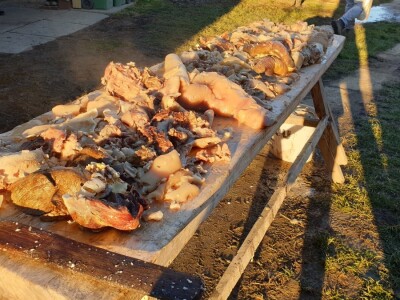 Svinjokolja na OPG Rastija