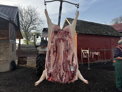 Svinjokolja u Posavskim Podgajcima 2025.