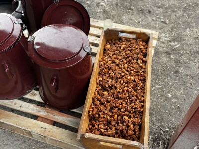 Svinjokolja u Posavskim Podgajcima 2025.