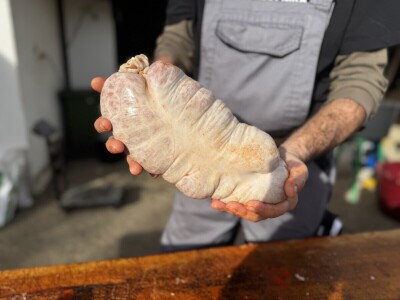 Svinjokolja u Posavskim Podgajcima 2025.