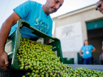Svjetsko prvenstvo u branju maslina