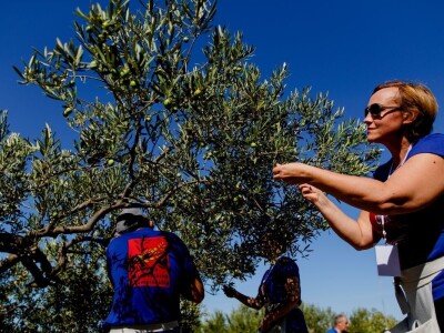 Svjetsko prvenstvo u branju maslina