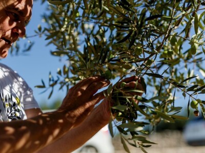 Svjetsko prvenstvo u branju maslina