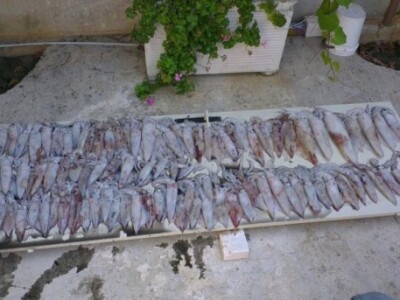 Prepremljena svježa riba pripremljena za gradela