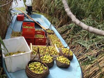 Ubrane svježe smokve OPG Ostojić s kooperantima