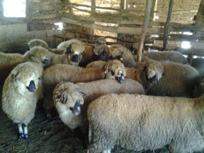 Svrljiška ovca - autohtona rasa