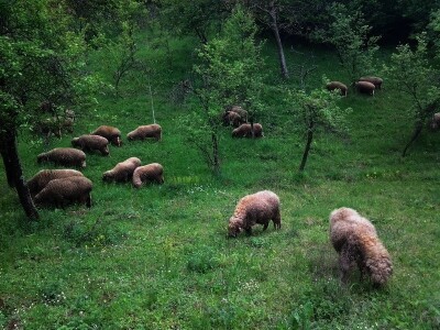 Svrljiška ovca - Najrašireniji soj pramenke u jugoistočnoj Srbiji