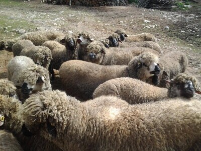 Svrljiška ovca - Nikodijevići rasu  čuvaju generacijama