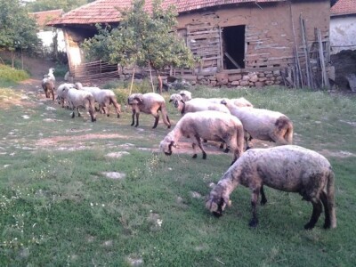 Svrljiska ovca - ovce su preko celog leta na ispaši