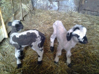 Svrljiška ovca- Procenat bližnjenja ove godine bio iznad proseka