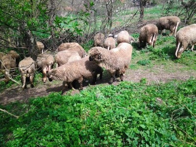 Svrljiška ovca - Razvojna šansa Svrljiga