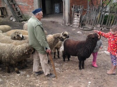 Svrljiška ovca - svi posvećeni ovčarstvu