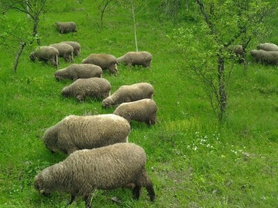 Svrljiška ovca - Tradicionalno stocarstvo za odlične proizvodne rezultate