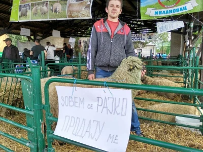 Svrljiške pramenke