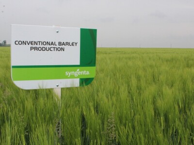 Konvencionalni uzgoj ječma