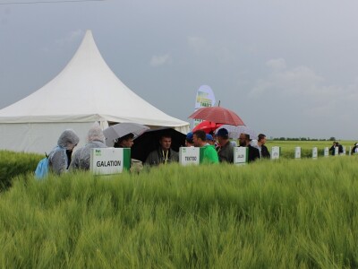 Syngenta međunarodni dan Hyvido ječma