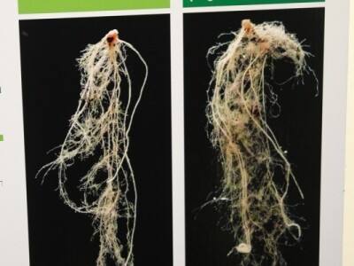 Netretirani i tretirani korijen