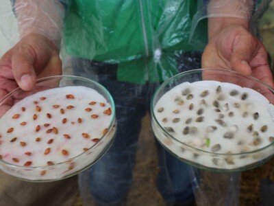 Lijevo - tretirano sjeme; Desno - netretirano sjeme