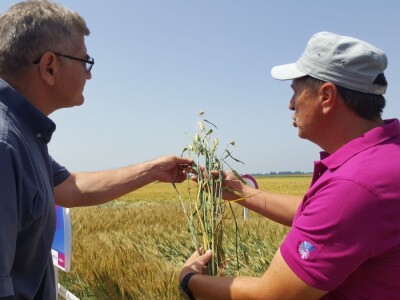 Syngenta - Centralni dan polja 2018, Višnjica