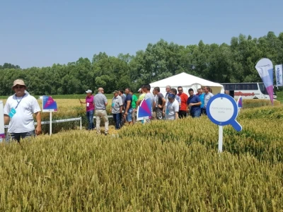 Syngenta - Centralni dan polja 2018, Višnjica