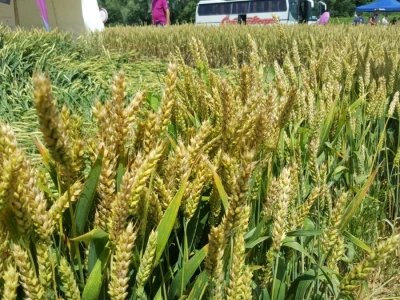 Syngenta - Centralni dan polja 2018, Višnjica