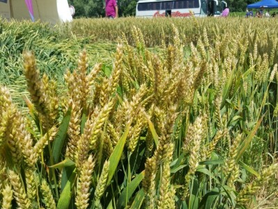 Syngenta - Centralni dan polja 2018, Višnjica