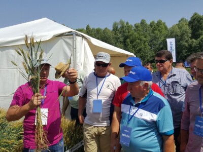 Syngenta - Centralni dan polja 2018, Višnjica