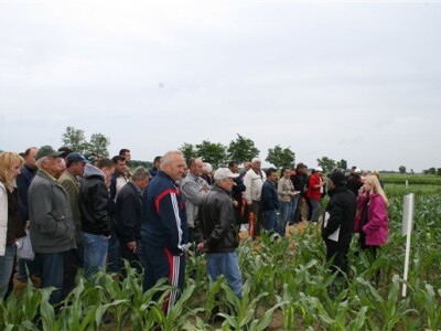 Tema: hibridi kukuruza