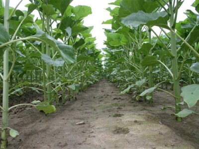 Suncokret bez korova