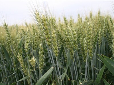 Pšenica - klas