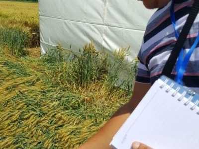 Syngenta - Centralni dan polja 2018, Višnjica