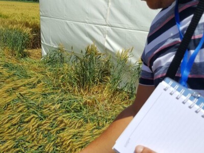 Syngenta - Centralni dan polja 2018, Višnjica