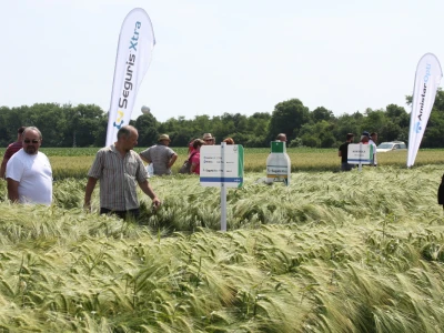 Syngenta Centralni dan polja