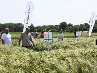 Syngenta Centralni dan polja