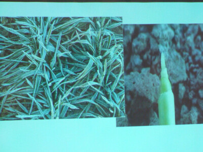 Syngenta Dan polja uljane repice i šećerne repe