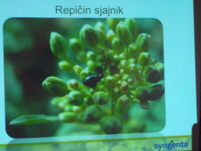 Syngenta Dan polja uljane repice i šećerne repe